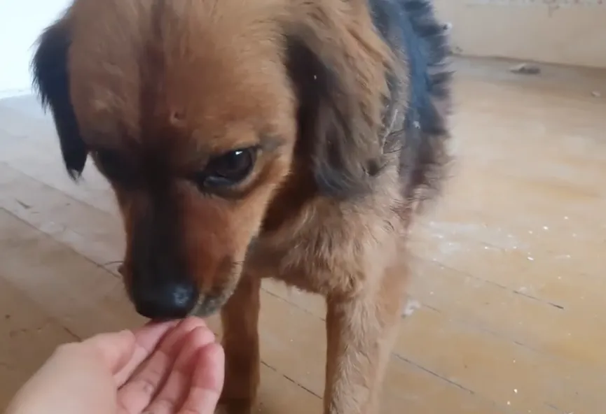 Heartbroken dog refuses to leave house after owner dies 4