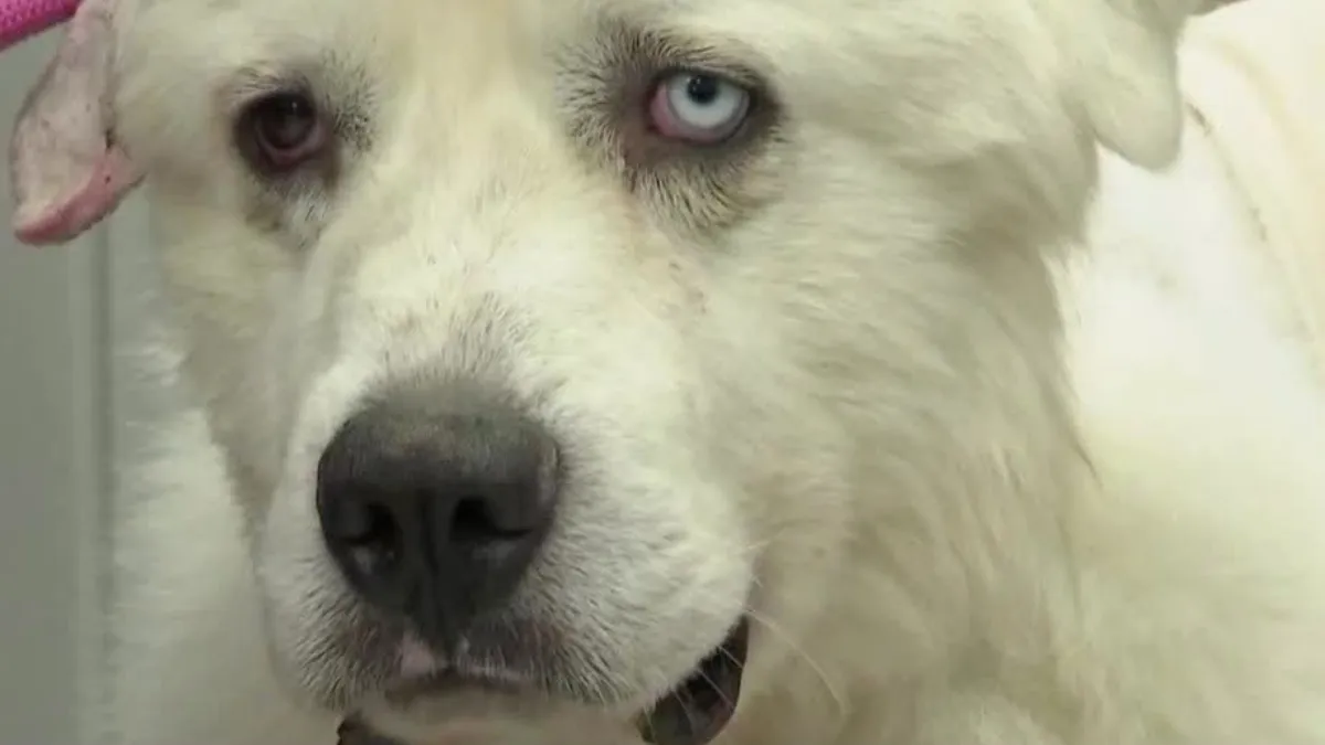 Heroic herd dog fights 11 coyotes to save his sheep 1