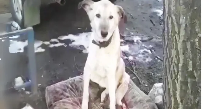 Hond achtergelaten door zijn eigenaar weigert de plek te verlaten waar hij hem voor het laatst zag 1
