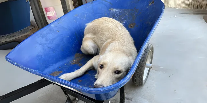 Hond die in een kruiwagen werd vervoerd om ingeslapen te worden krijgt een tweede kans 1