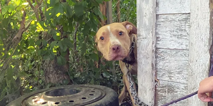 Hond die vastgeketend zat aan een huis kan zijn vreugde niet verbergen als hij zijn redder ziet 1