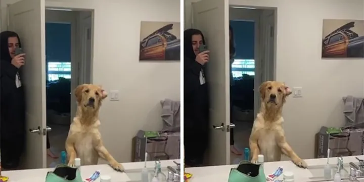 Hond speelt verstoppertje met baasje en raakt helemaal in de war door spiegel 1