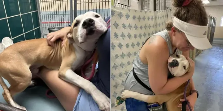 Hond uit asiel knuffelt iedereen die hij tegenkomt, in de hoop dat ze hem adopteren 1