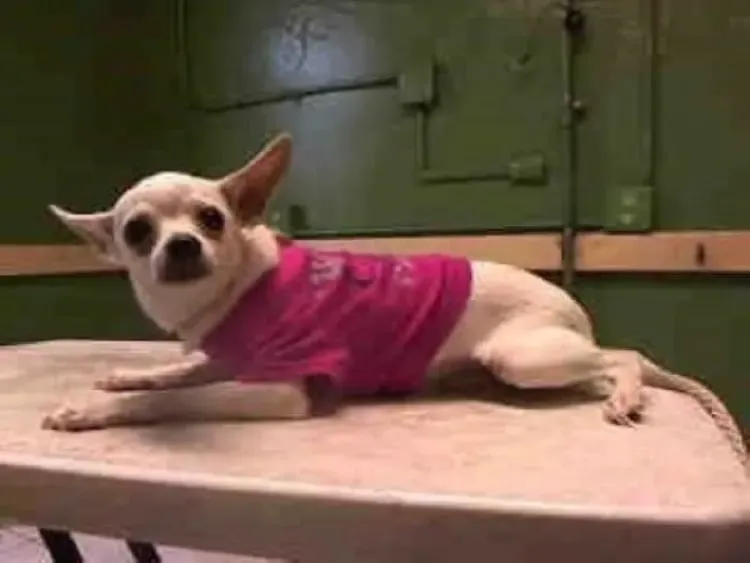 Kleine Chihuahua die zichzelf in slaap huilde vindt net op tijd een nieuw thuis 3