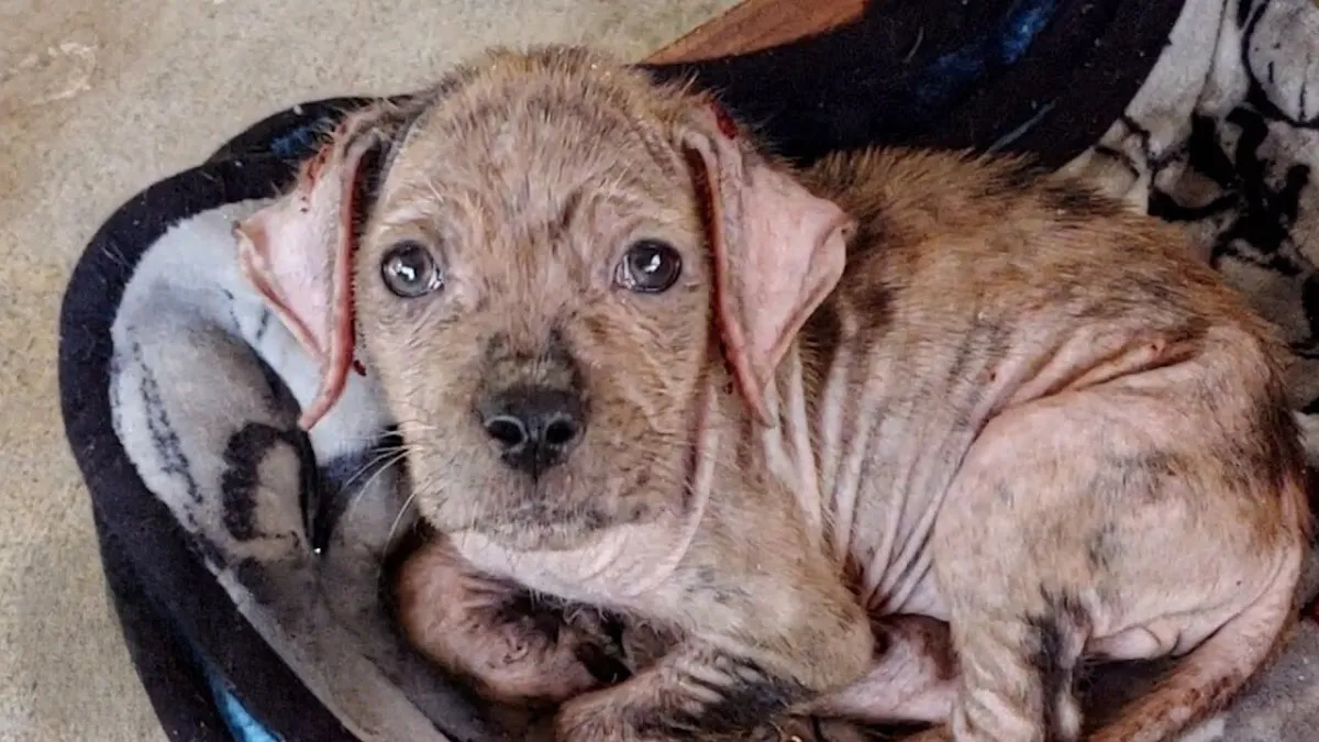 Lieve hond gevonden in een deken naast een drukke weg is eindelijk gered 1b