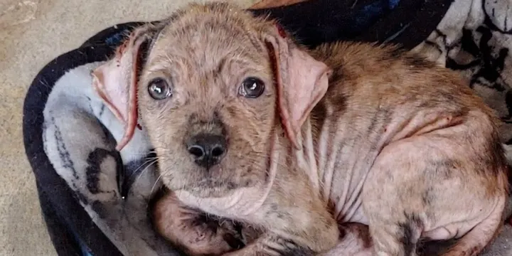 Lieve hond gevonden in een deken naast een drukke weg is eindelijk gered 1b