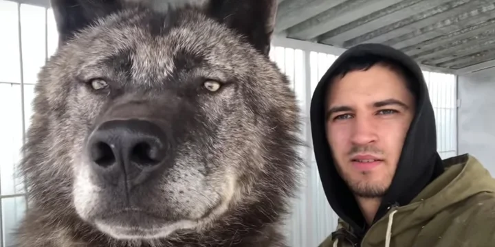 Man leeft samen met 's werelds grootste wolf en behandelt hem als een puppy 1