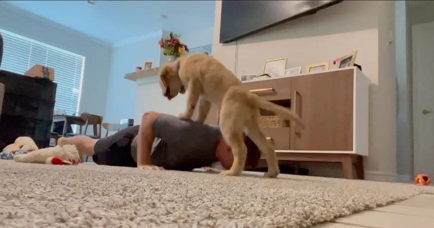 Man tries to do push-ups in the living room - his dog's reaction is so much fun 3