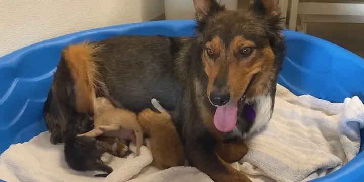 Moederhond verliest haar pups en adopteert 3 achtergelaten kittens 1b
