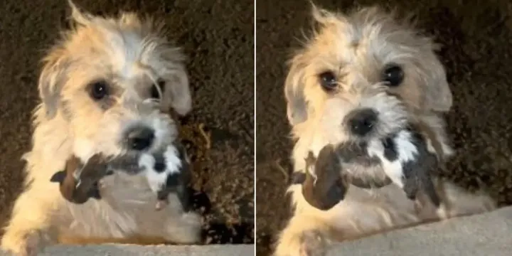Mother dog holds her pups in her mouth and begs strangers for help 1