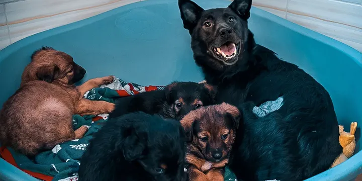 Mother dog reunited with stolen puppies and she can't stop smiling 1