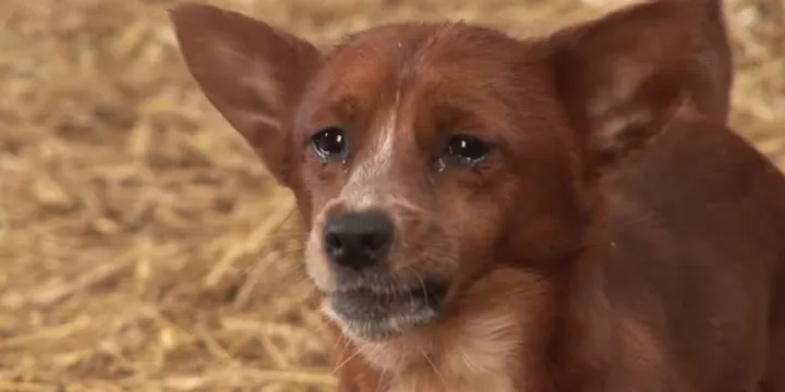 Orphan Dog Is Devastated When Separated From This 'mama' Cow Who Adopted Him As A Puppy 3