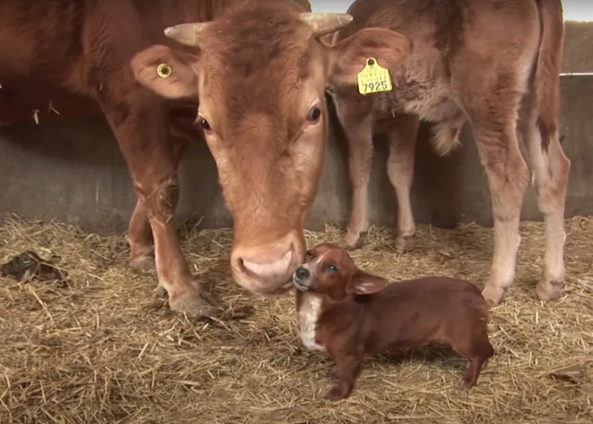 Orphan Dog Is Devastated When Separated From This 'mama' Cow Who Adopted Him As A Puppy 2