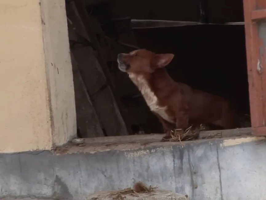 Orphan Dog Is Devastated When Separated From This 'mama' Cow Who Adopted Him As A Puppy 4