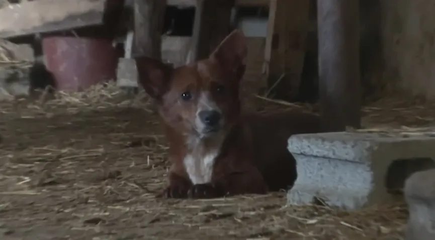 Orphan Dog Is Devastated When Separated From This 'mama' Cow Who Adopted Him As A Puppy 5