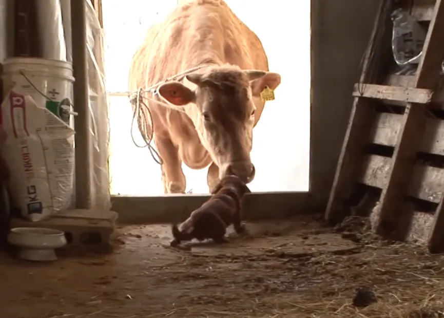 Orphan Dog Is Devastated When Separated From This 'mama' Cow Who Adopted Him As A Puppy 7