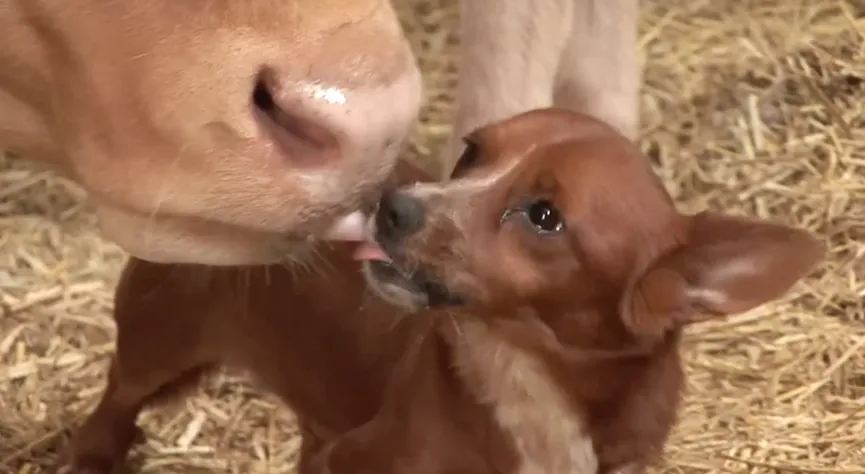 Orphan Dog Is Devastated When Separated From This 'mama' Cow Who Adopted Him As A Puppy 1