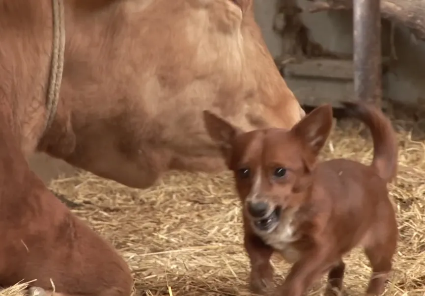 Orphan Dog Is Devastated When Separated From This 'mama' Cow Who Adopted Him As A Puppy 8