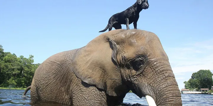 Orphan elephant had no friend, but then a dog climbed on her head 1b