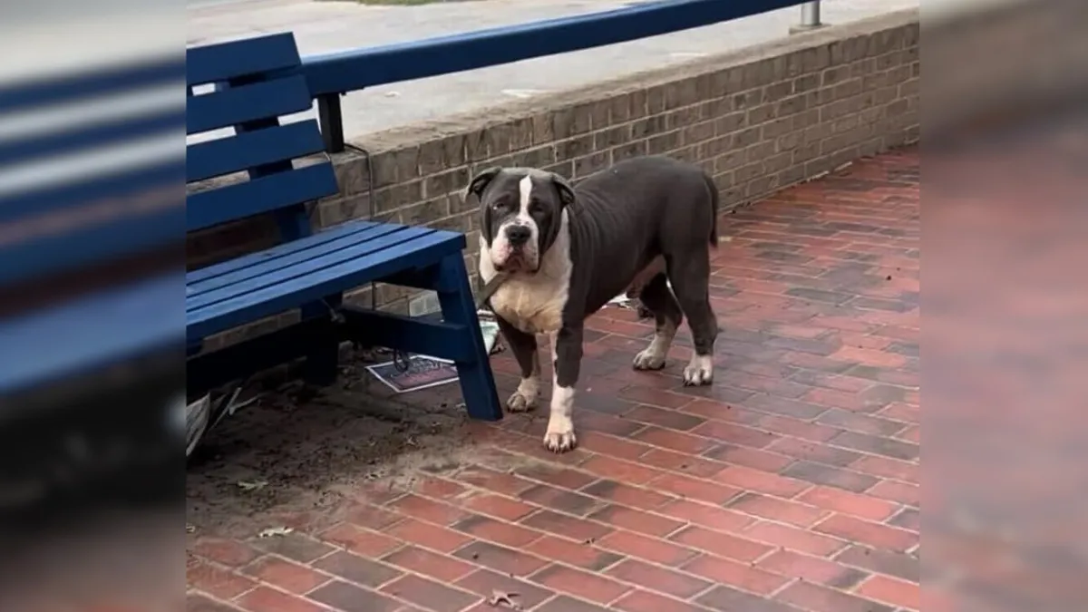 Pit Bull Tied To Bench Hoping His Family Will Come Get Him Soon 1