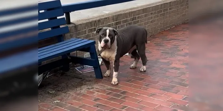 Pit Bull Tied To Bench Hoping His Family Will Come Get Him Soon 1