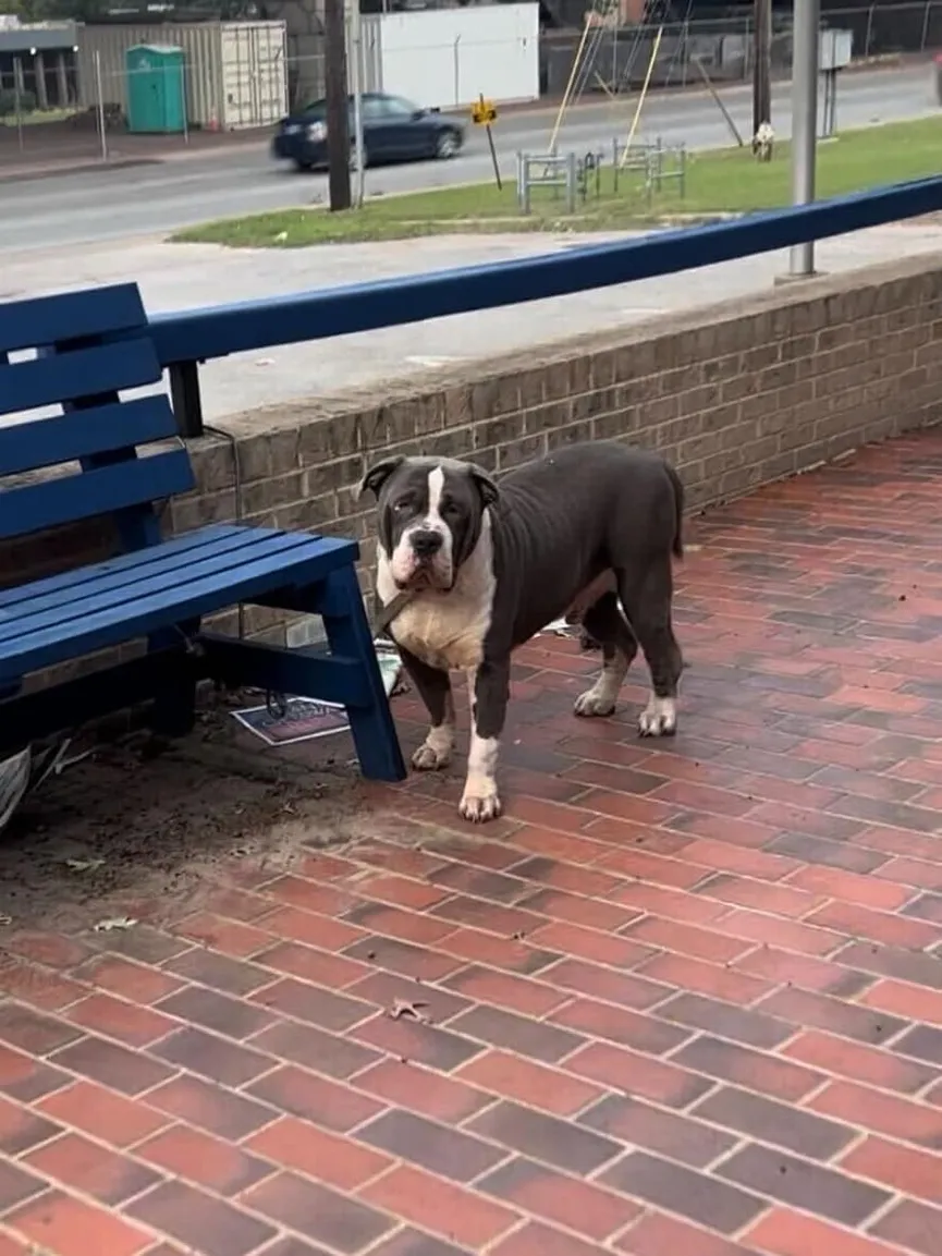 Pit Bull Tied To Bench Hoping His Family Will Come Get Him Soon 2