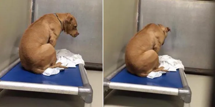 Pitbull Is Devastated After Being Returned To The Shelter Again 1a