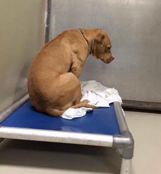 Pitbull Is Devastated After Being Returned To The Shelter Again 1