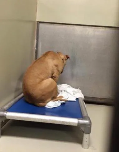 Pitbull Is Devastated After Being Returned To The Shelter Again 2