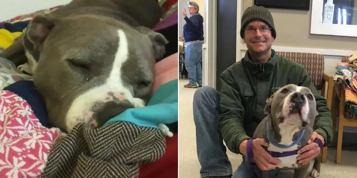 Pitbull wordt geadopteerd door zijn favoriete vrijwilliger en is de gelukkigste hond ooit 1