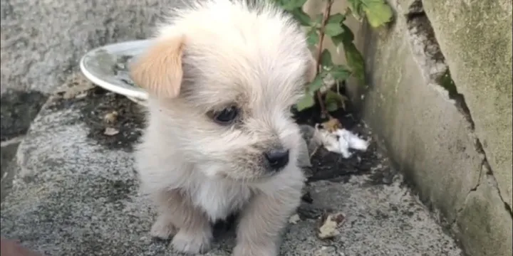 Poor Puppy Abandoned In The Cold Meets Man And Kisses His Hand 1
