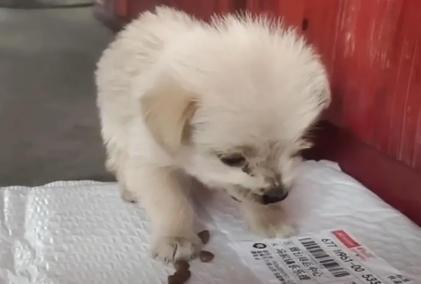Poor Puppy Abandoned In The Cold Meets Man And Kisses His Hand 3