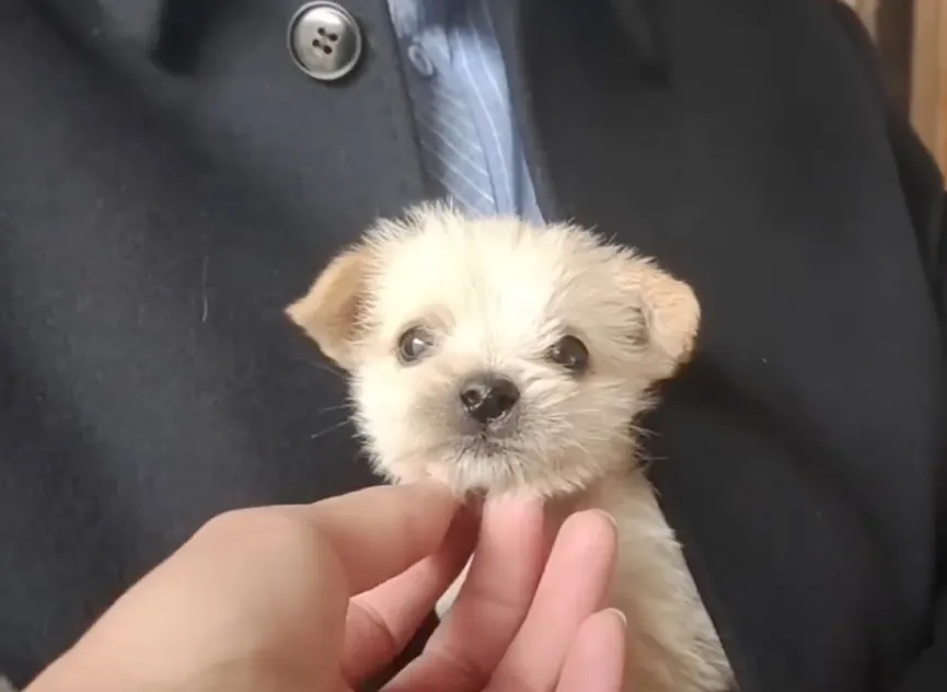 Poor Puppy Abandoned In The Cold Meets Man And Kisses His Hand 5