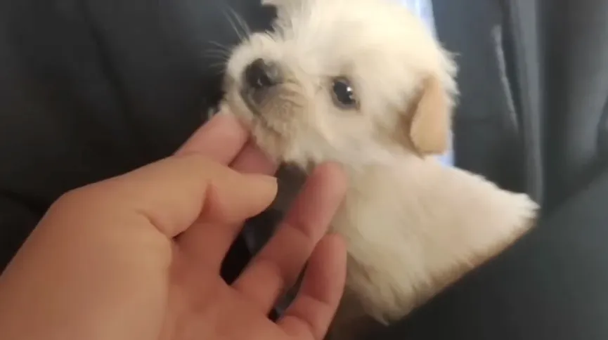 Poor Puppy Abandoned In The Cold Meets Man And Kisses His Hand 4