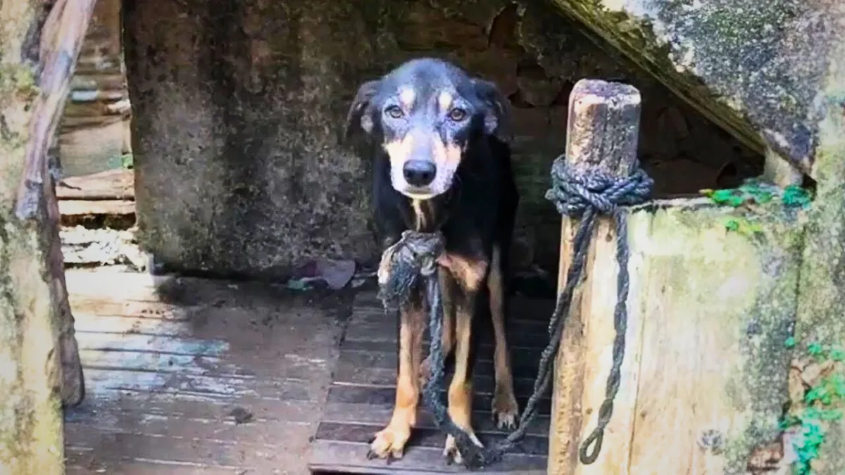 Poor dog was chained for 7 years and finally rescued 1