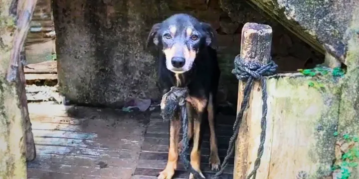 Poor dog was chained for 7 years and finally rescued 1