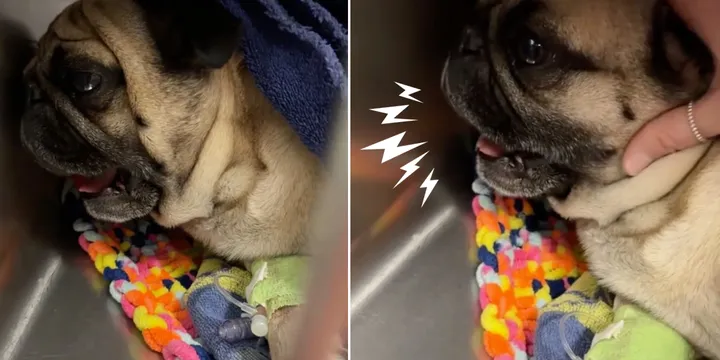 Pug wakes up after surgery and has very dramatic reaction 1b