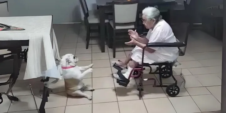 Pup danst vrolijk op het Spaanse liedje van oma 0
