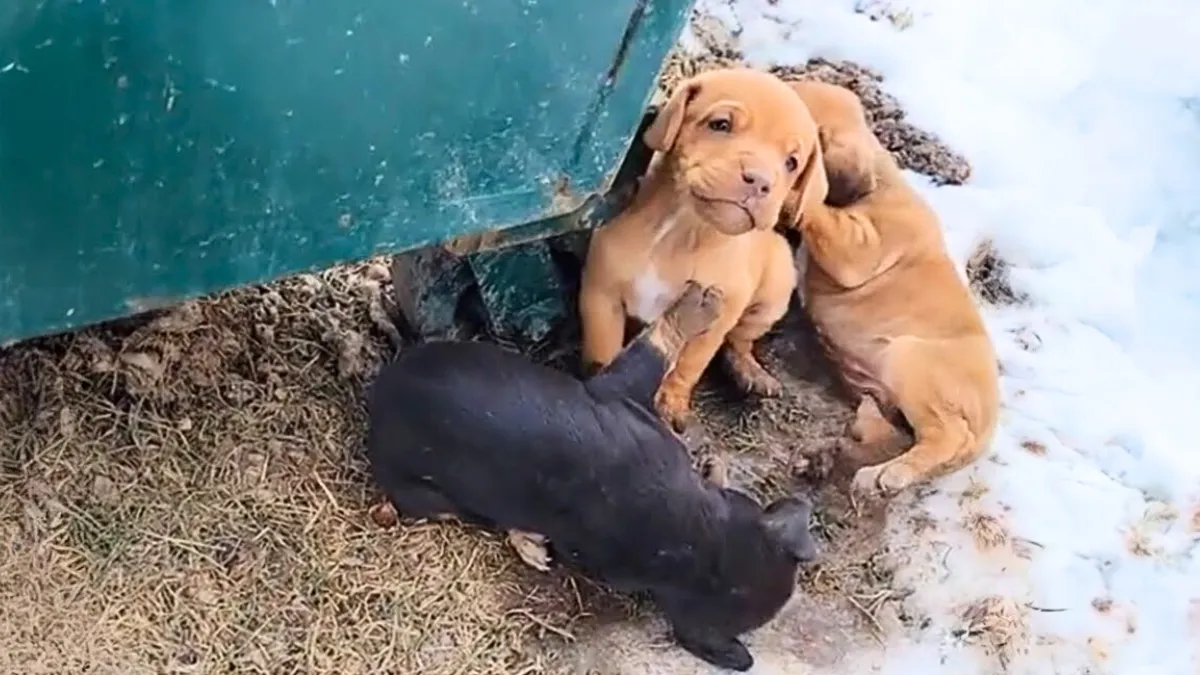 Puppies Dumped Behind Dumpster In Freezing Weather, But Then Someone Notices Them 1