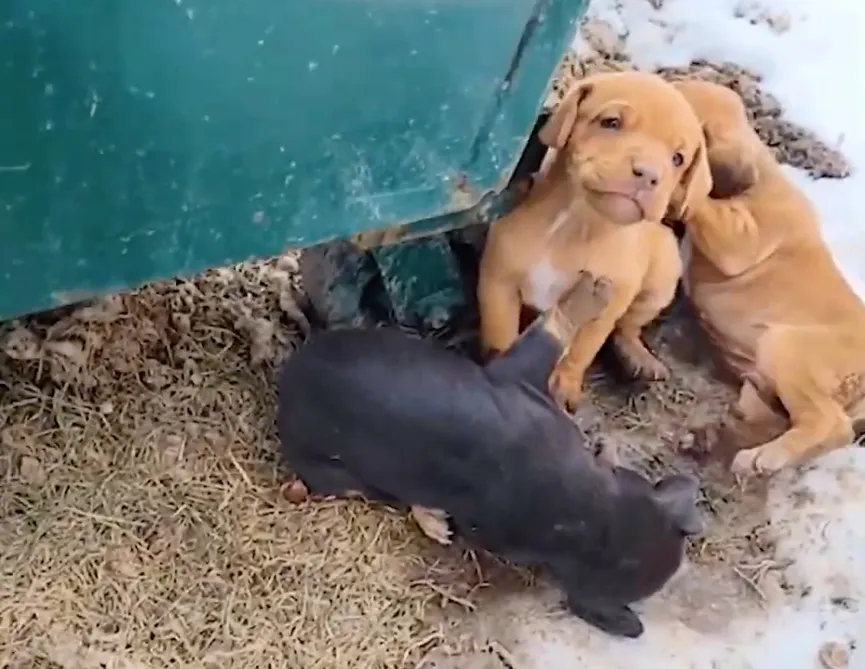 Puppies Dumped Behind Dumpster In Freezing Weather, But Then Someone Notices Them 2