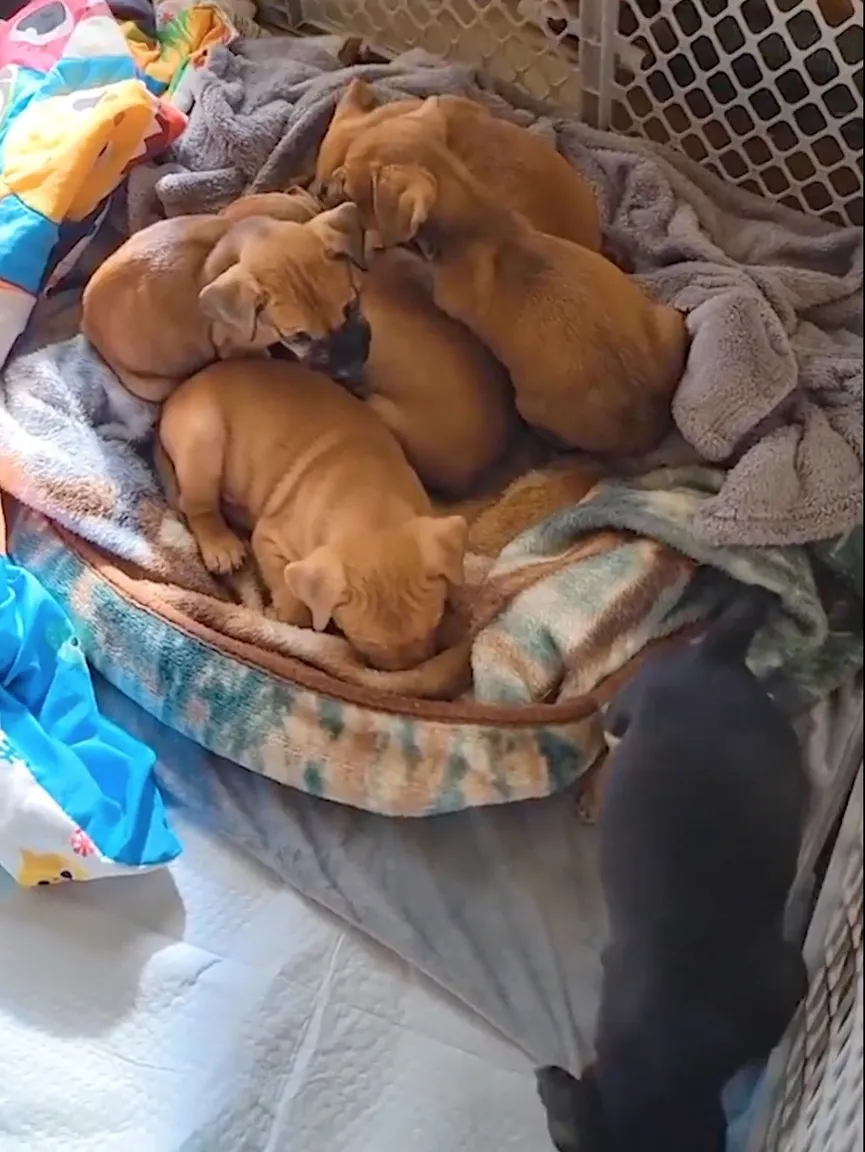 Puppies Dumped Behind Dumpster In Freezing Weather, But Then Someone Notices Them 6