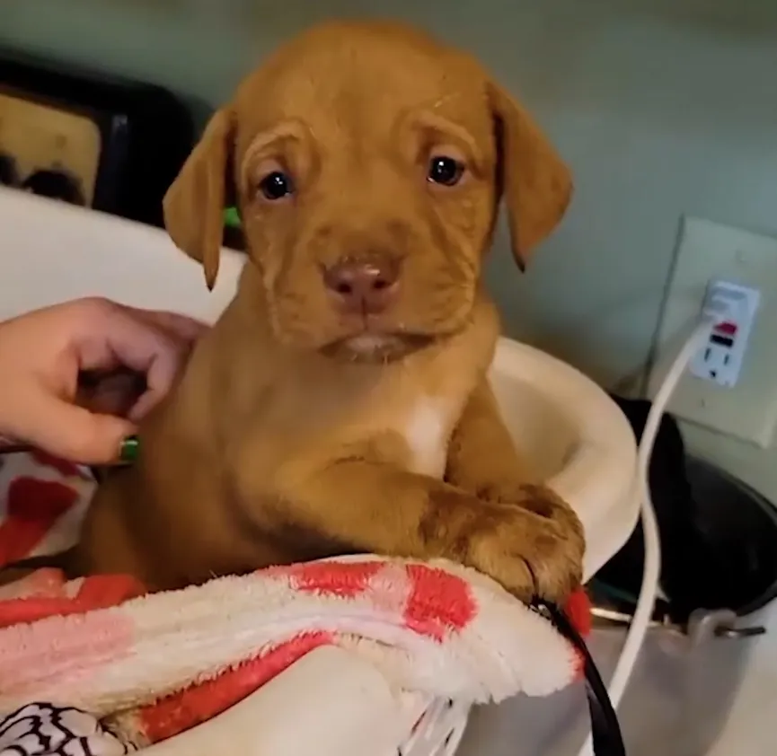 Puppies Dumped Behind Dumpster In Freezing Weather, But Then Someone Notices Them 4