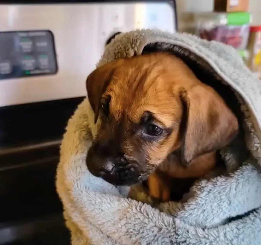 Puppies Dumped Behind Dumpster In Freezing Weather, But Then Someone Notices Them 7