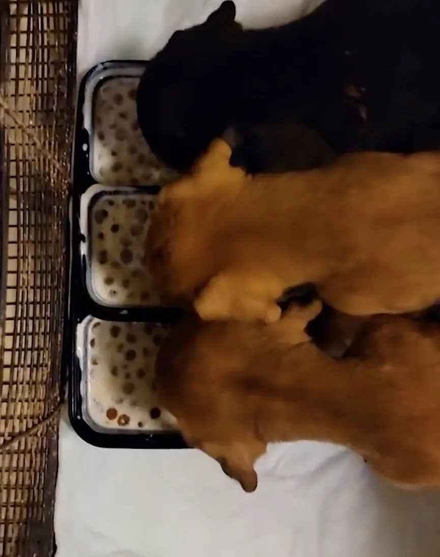 Puppies Dumped Behind Dumpster In Freezing Weather, But Then Someone Notices Them 5