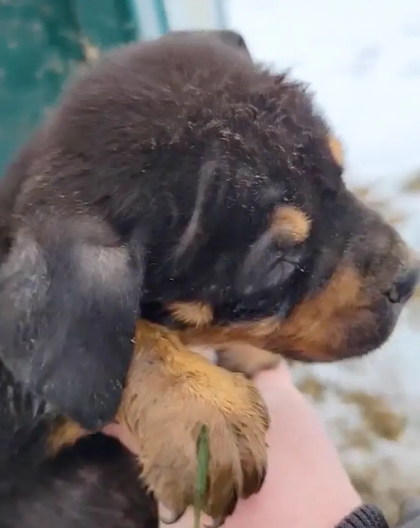 Puppies Dumped Behind Dumpster In Freezing Weather, But Then Someone Notices Them 3