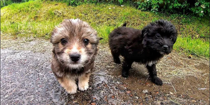 Puppies dumped during heavy storm and rescued in time 1b