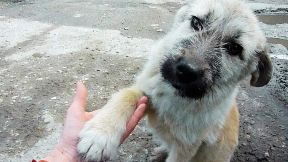 Puppy Abandoned On Busy Road Offers His Paw And Asks To Be Rescued 1