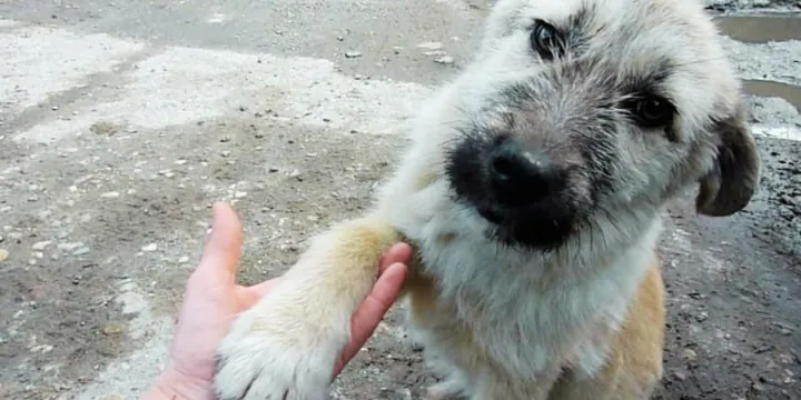 Puppy Abandoned On Busy Road Offers His Paw And Asks To Be Rescued 1