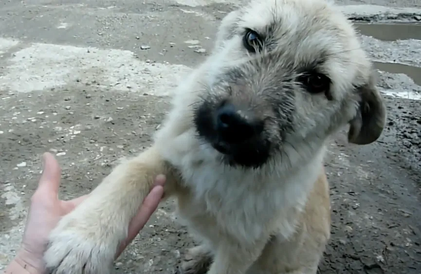 Puppy Abandoned On Busy Road Offers His Paw And Asks To Be Rescued 3