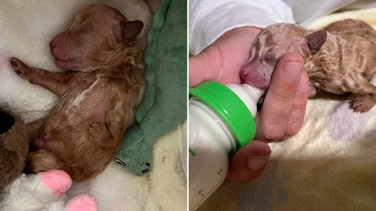 Puppy With Deformed Leg, Rejected By His Mother, Turns Into A Real Sweetheart 1